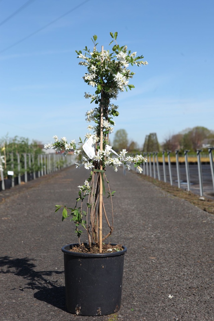 [P] Exochorda 'The Bride' cont. 12L 100/+ cm +B