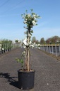 Exochorda 'The Bride' cont. 12L 100/+ cm +f