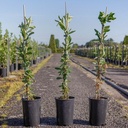 Exochorda 'The Bride' cont. 3L high 80-100 cm +ф