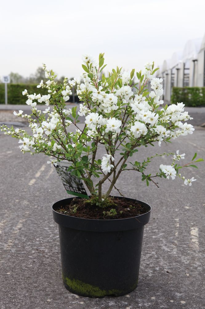 Exochorda racemosa 'Niagara' (PBR) cont. 10L 50/+ cm +p