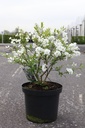 Exochorda racemosa 'Niagara' (PBR) cont. 10L 50/+ cm +B