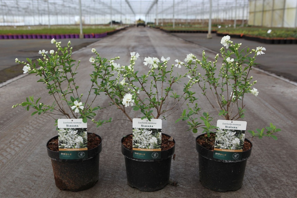 Exochorda racemosa 'Niagara' (PBR) cont. 3,6L 30-40 cm +p