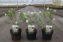 Exochorda racemosa 'Niagara' (PBR) cont. 3,6L 30-40 cm +B