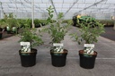 Exochorda racemosa 'Niagara' (PBR) cont. 3,6L 30-40 cm +p