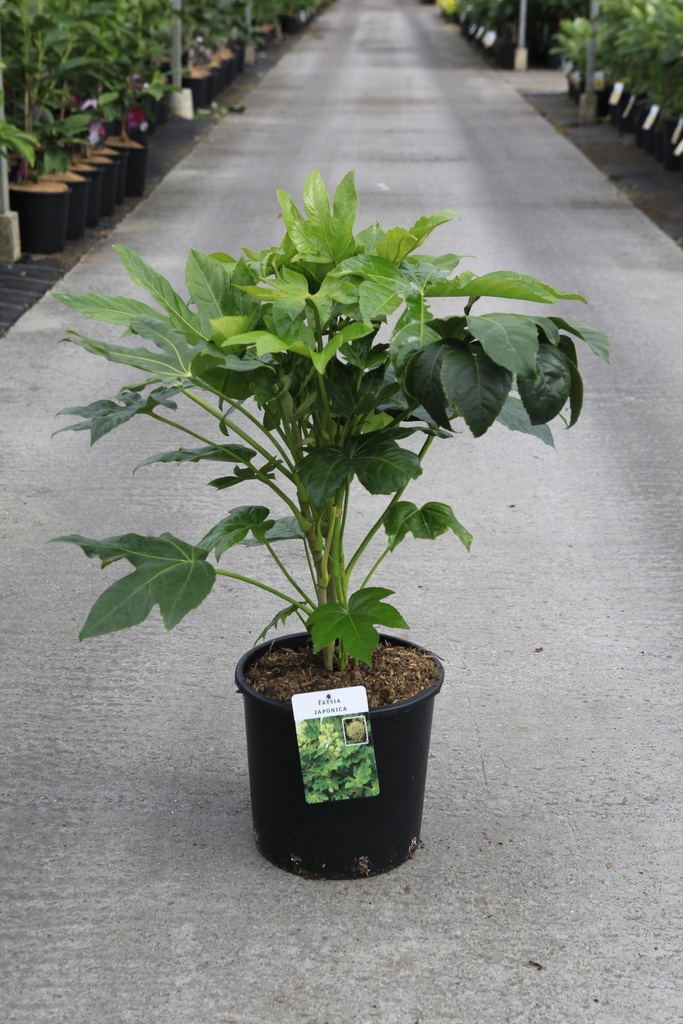 Fatsia japonica Kont. 12L 80/+ cm +B