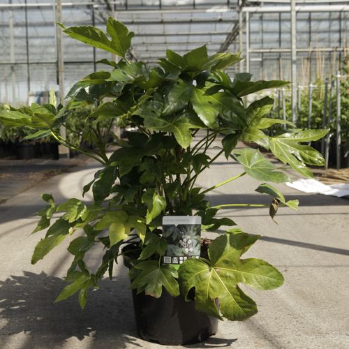 [P] Fatsia japonica cont. 12L 80/+ cm +p