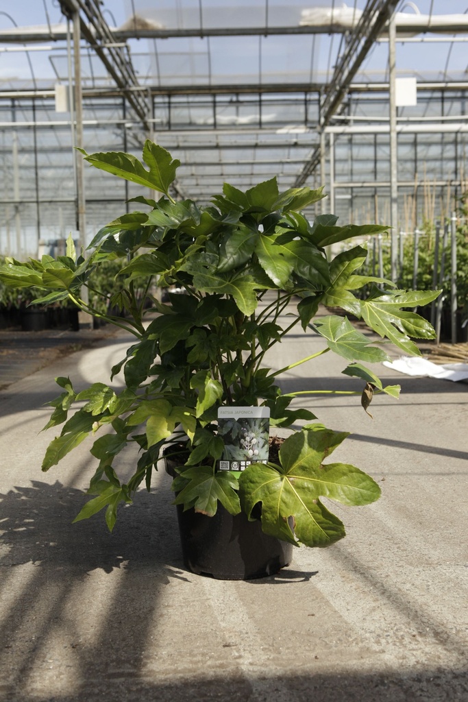 [P] Fatsia japonica cont. 12L 80/+ cm +p
