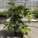 Fatsia japonica cont. 12L 80/+ cm +ф