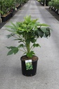 Fatsia japonica cont. 12L 80/+ cm +f