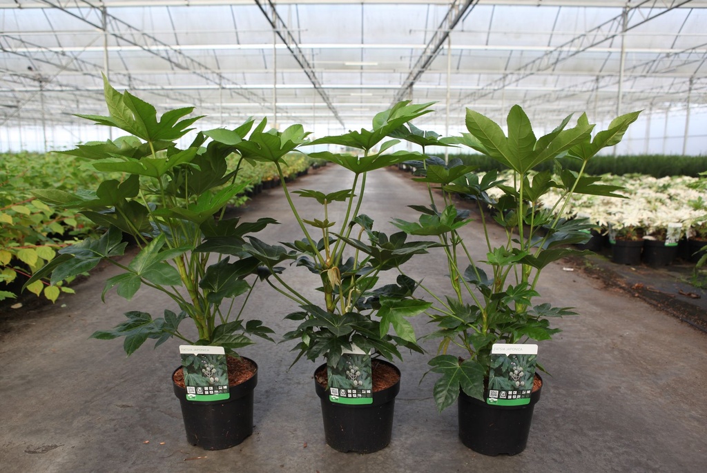 Fatsia japonica cont. 3,6L 30/+ cm +B