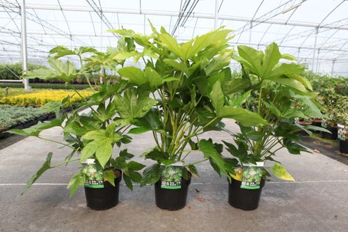 Fatsia japonica cont. 3,6L 30/+ cm +B