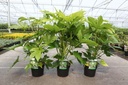 Fatsia japonica cont. 3,6L 30/+ cm +B