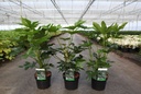Fatsia japonica cont. 3,6L 30/+ cm +p