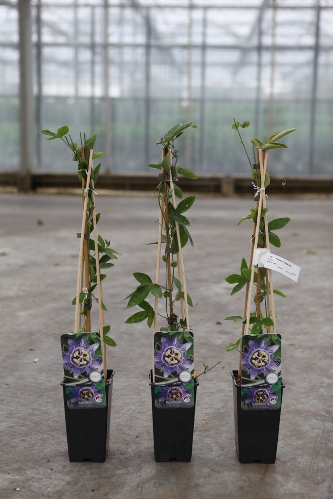 [P] Passiflora 'Purple Haze' cont. 2L hoog 60-80 cm +f