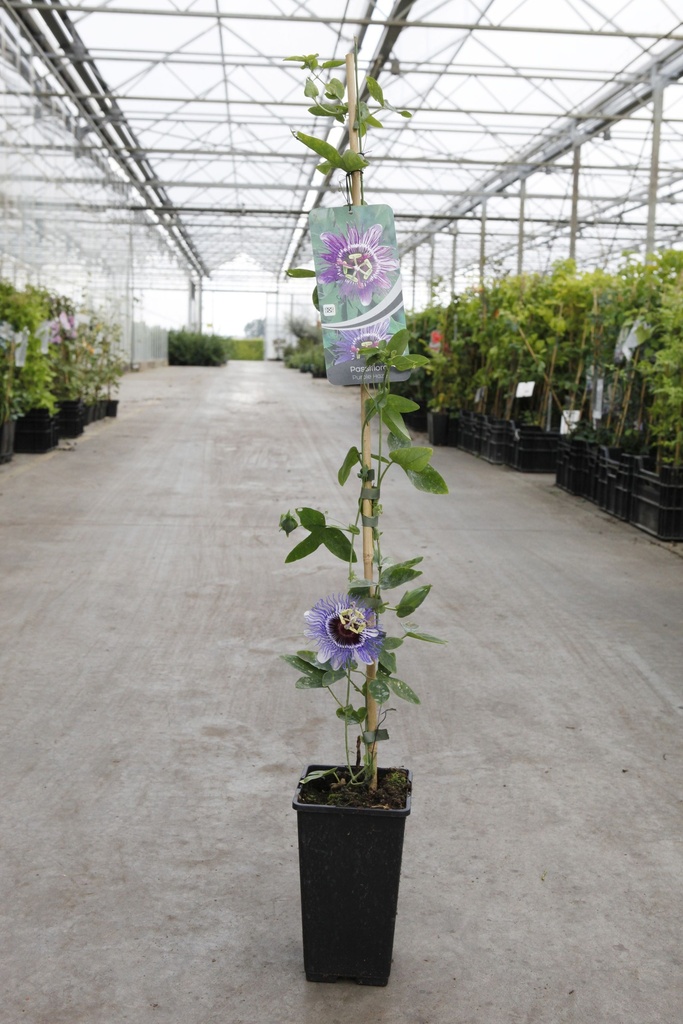 Passiflora 'Purple Haze' cont. 2L hoog 60-80 cm +f