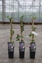Passiflora 'Purple Haze' cont. 2L выс. 60-80 cm +ф
