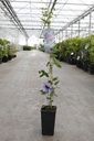 Passiflora 'Purple Haze' cont. 2L hoog 60-80 cm +p