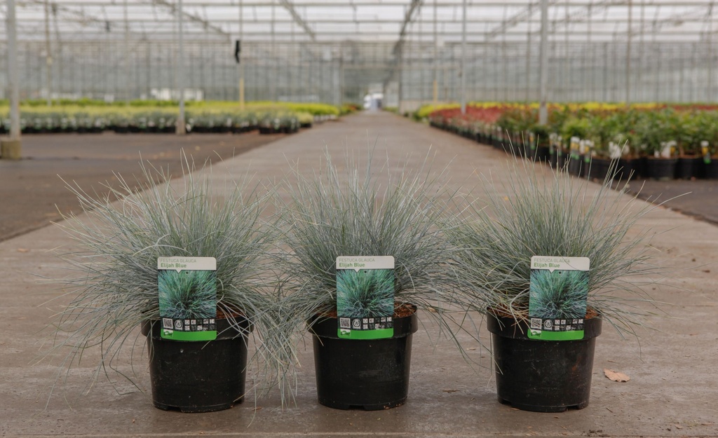 [P] Festuca glauca 'Elijah Blue' cont. 3,6L +B