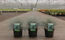 Festuca glauca 'Elijah Blue' cont. 3,6L +ф