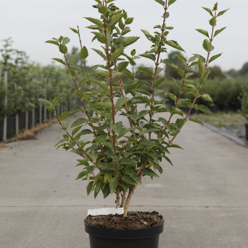 Forsythia 'Goldrausch' cont. 10L 80-100 cm +ф