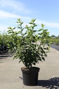 Forsythia 'Goldrausch' cont. 10L 80-100 cm +B