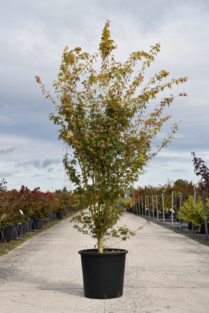 [P] Acer palmatum 'Katsura' конт. 25L 125/+ cm