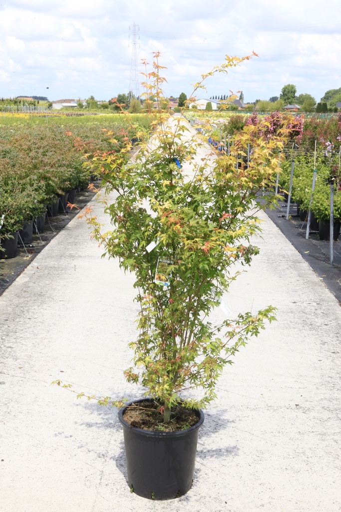 [P] Acer palmatum 'Katsura' Kont. 25L 125/+ cm