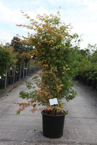 [P] Acer palmatum 'Katsura' cont. 25L 125/+ cm