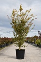 Acer palmatum 'Katsura' конт. 25L 125/+ cm