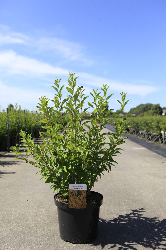 Forsythia intermedia 'Week-End®' cont. 10L 100/+ cm +f