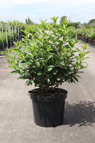 Forsythia intermedia 'Week-End®' cont. 10L 100/+ cm +p