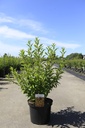 Forsythia intermedia 'Week-End®' cont. 10L 100/+ cm +f