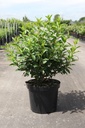 Forsythia intermedia 'Week-End®' cont. 10L 100/+ cm +p