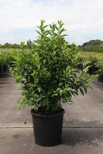 [P] Forsythia intermedia 'Week-End®' cont. 25L 125/+ cm +B