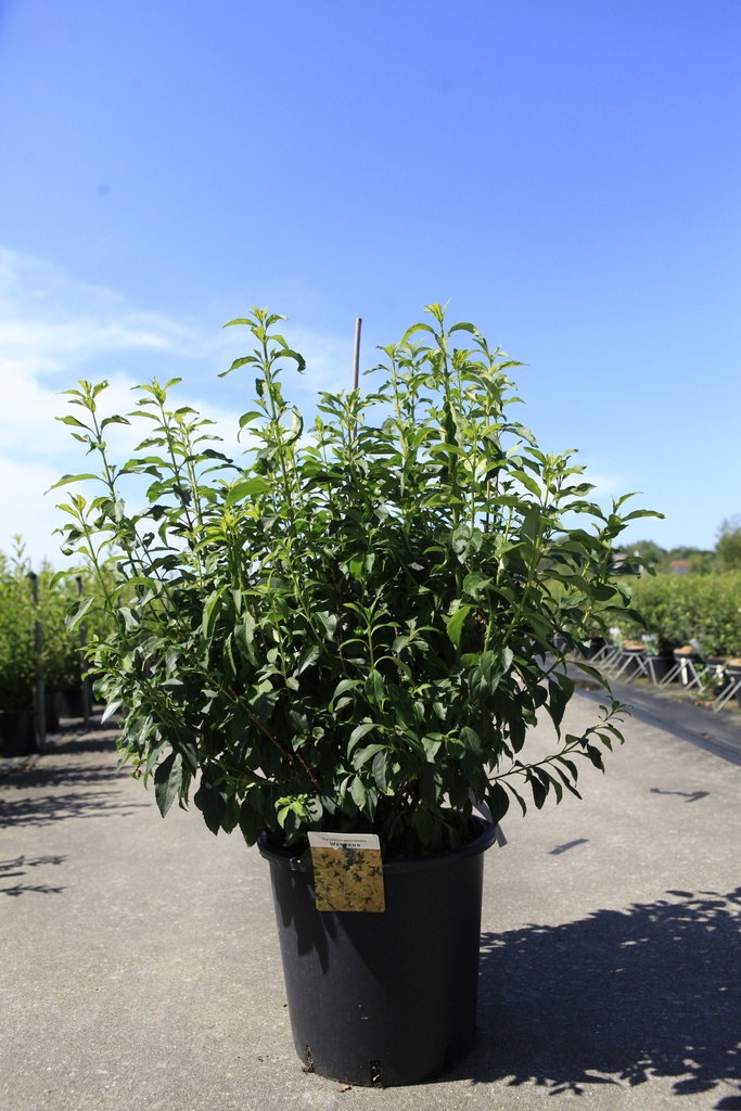 [P] Forsythia intermedia 'Week-End®' cont. 25L 125/+ cm +B