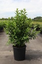 Forsythia intermedia 'Week-End®' cont. 25L 125/+ cm +ф