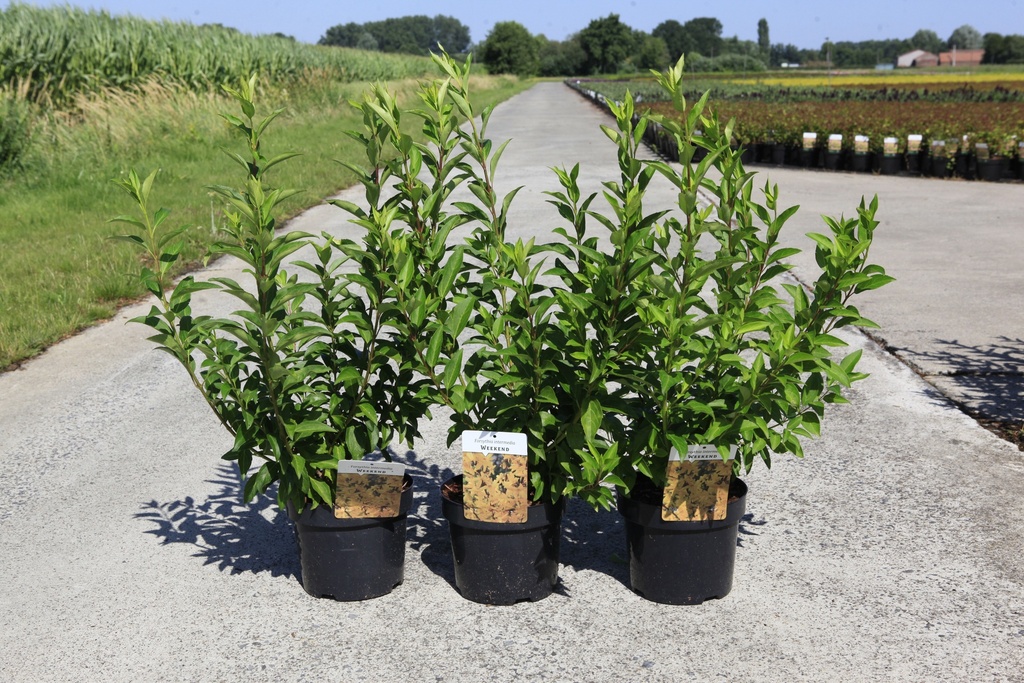 [P] Forsythia intermedia 'Week-End®' cont. 3,6L 50-60 cm +B