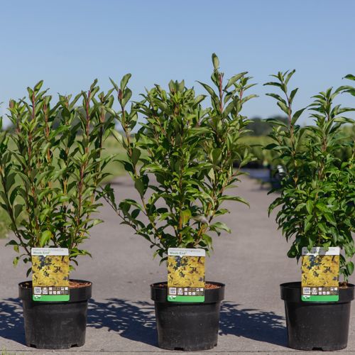 Forsythia intermedia 'Week-End®' cont. 3,6L 50-60 cm +B