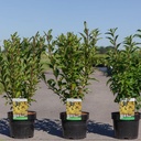 Forsythia intermedia 'Week-End®' cont. 3,6L 50-60 cm +p
