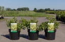 Forsythia MARÉE D'OR® cont. 3,6L 30-40 cm +B