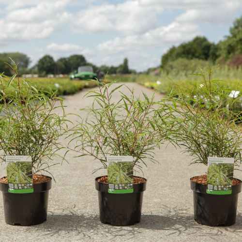 Frangula alnus 'Aspleniifolia' cont. 3,6L 40-50 cm +B