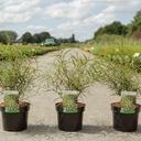 Frangula alnus 'Aspleniifolia' cont. 3,6L 40-50 cm +B