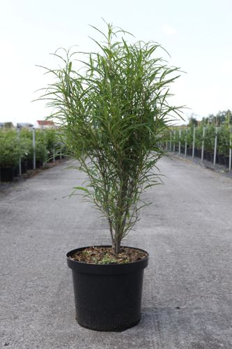 [P] Frangula alnus 'Fine Line®' cont. 10L 80-100 cm +B