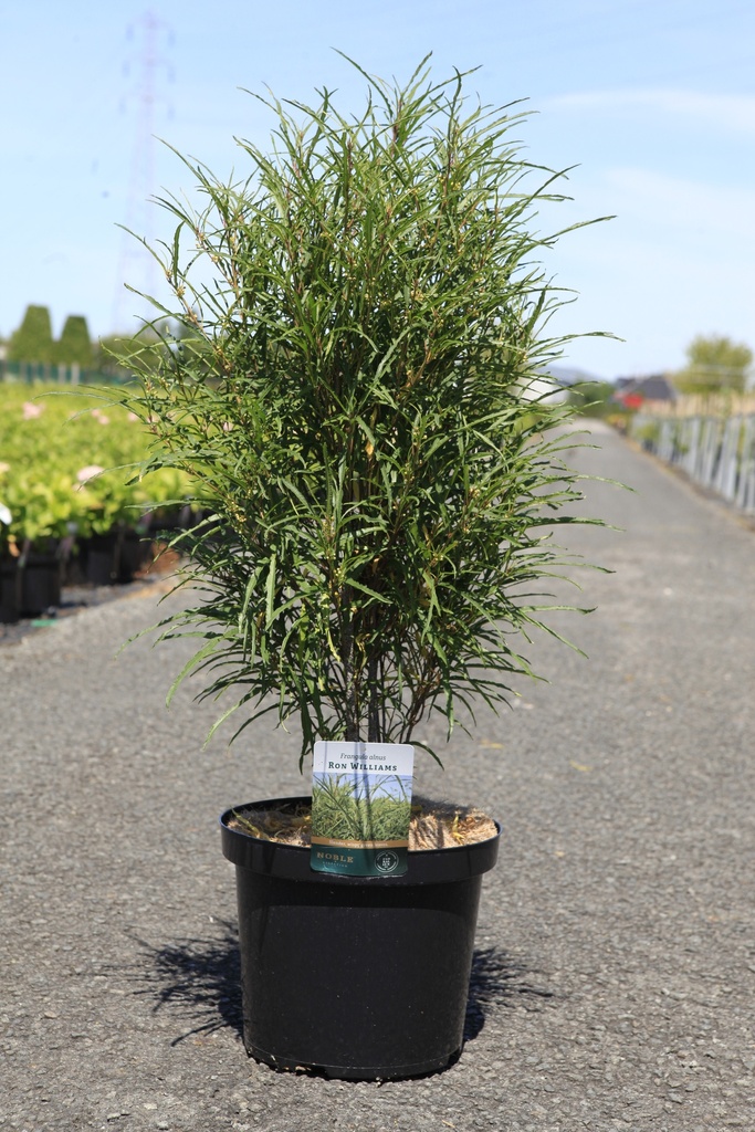 [P] Frangula alnus 'Fine Line®' cont. 10L 80-100 cm +f