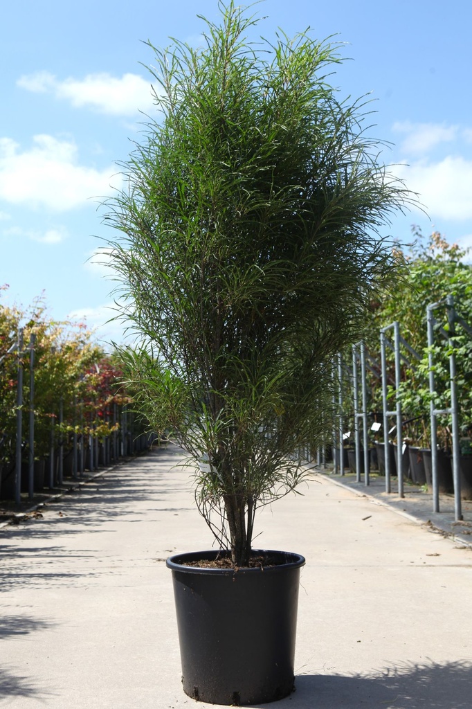 Frangula alnus 'Fine Line®' cont. 25L 125-150 cm +ф