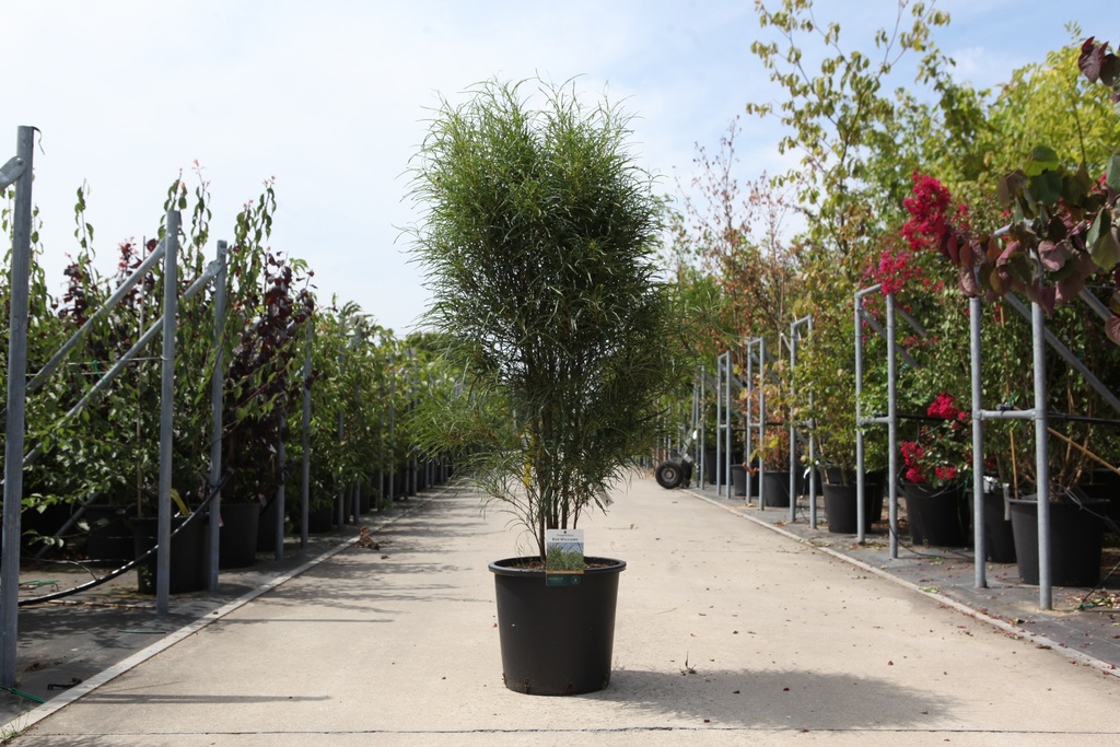[P] Frangula alnus 'Fine Line®' cont. 25L 125-150 cm +B