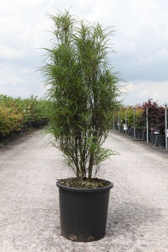 [P] Frangula alnus 'Fine Line®' cont. 25L 125-150 cm +B