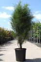Frangula alnus 'Fine Line®' cont. 25L 125-150 cm +ф