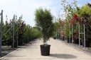 Frangula alnus 'Fine Line®' cont. 25L 125-150 cm +f