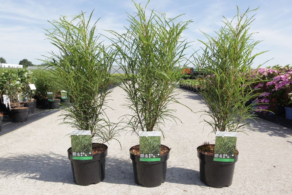 [P] Frangula alnus 'Fine Line®' cont. 3,6L 40-60 cm +B